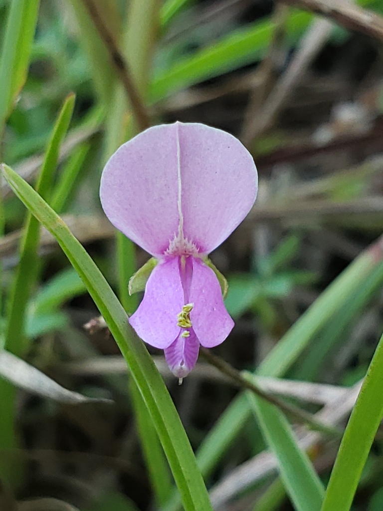 Galactia volubilis