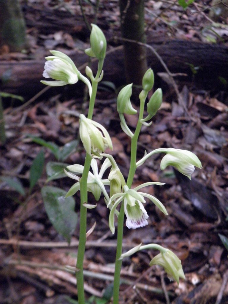 Galeandra bicarinata