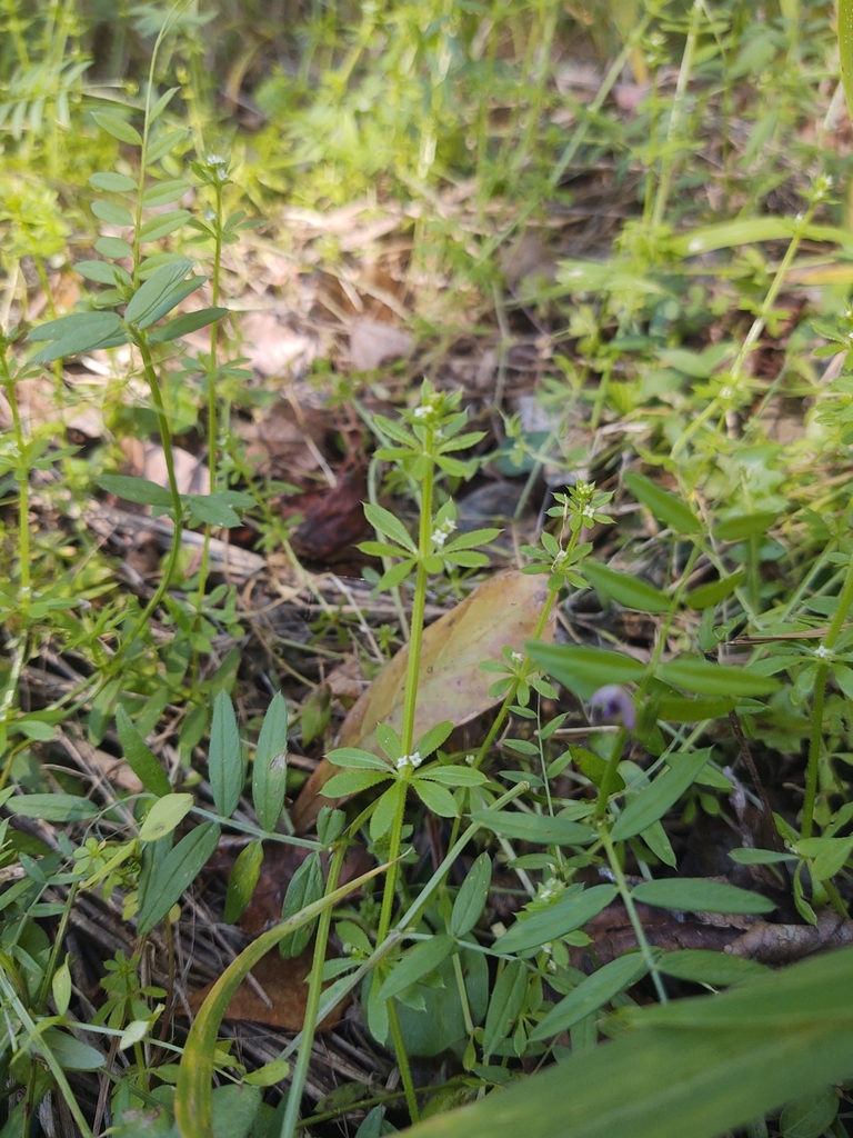 Galium aparine