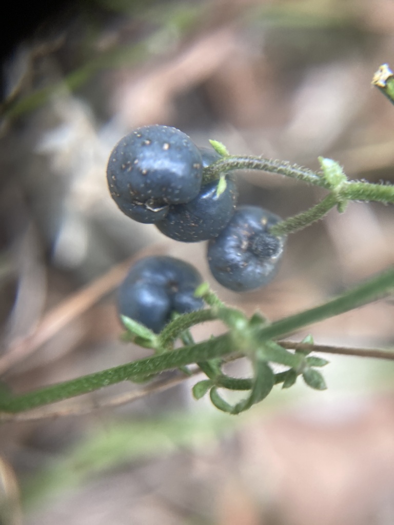 Galium bermudense