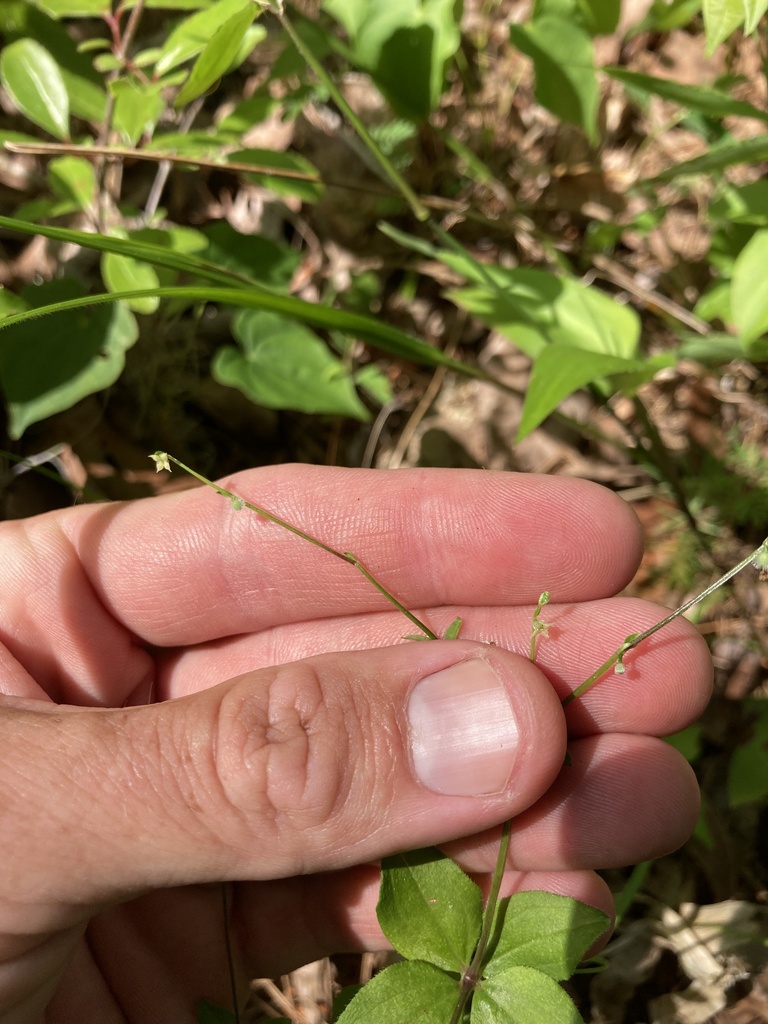 Galium circaezans