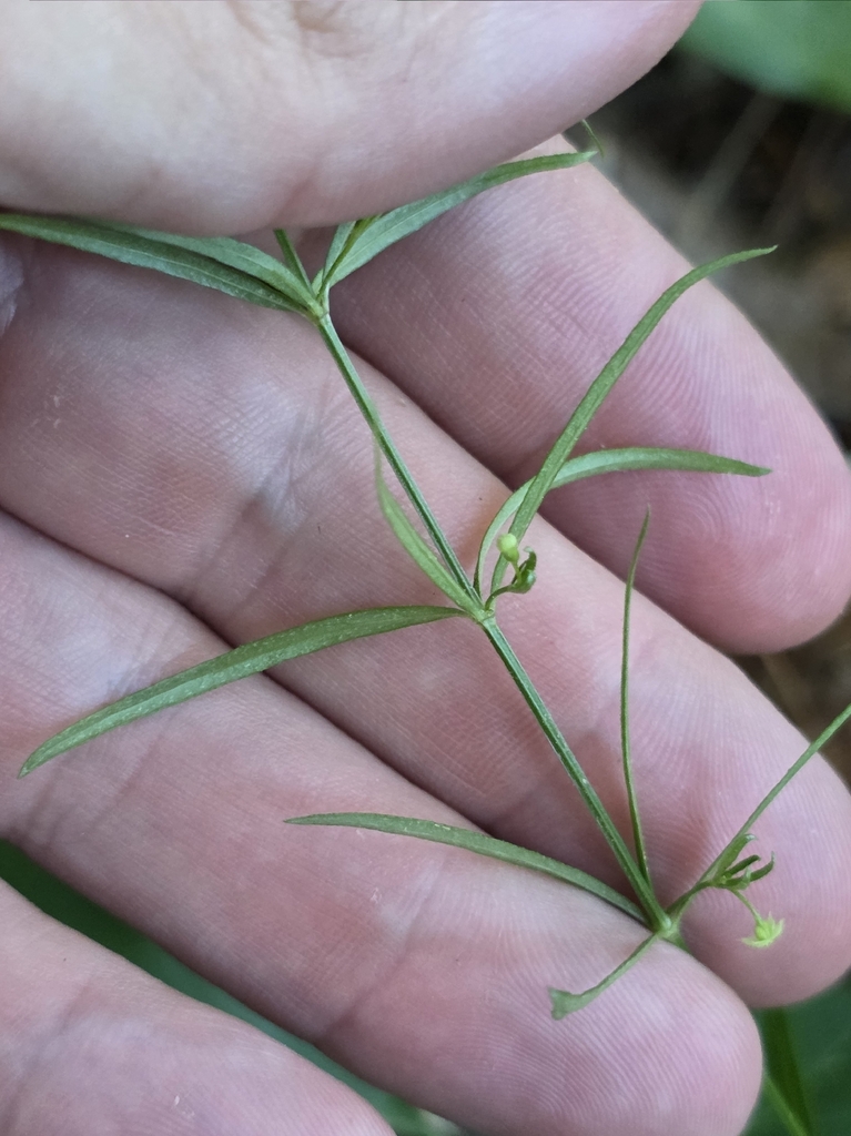 Galium obtusum subsp. filifolium