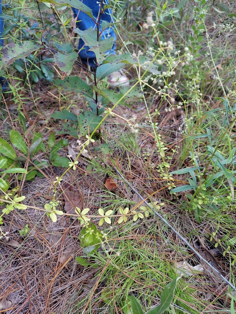 Galium pilosum