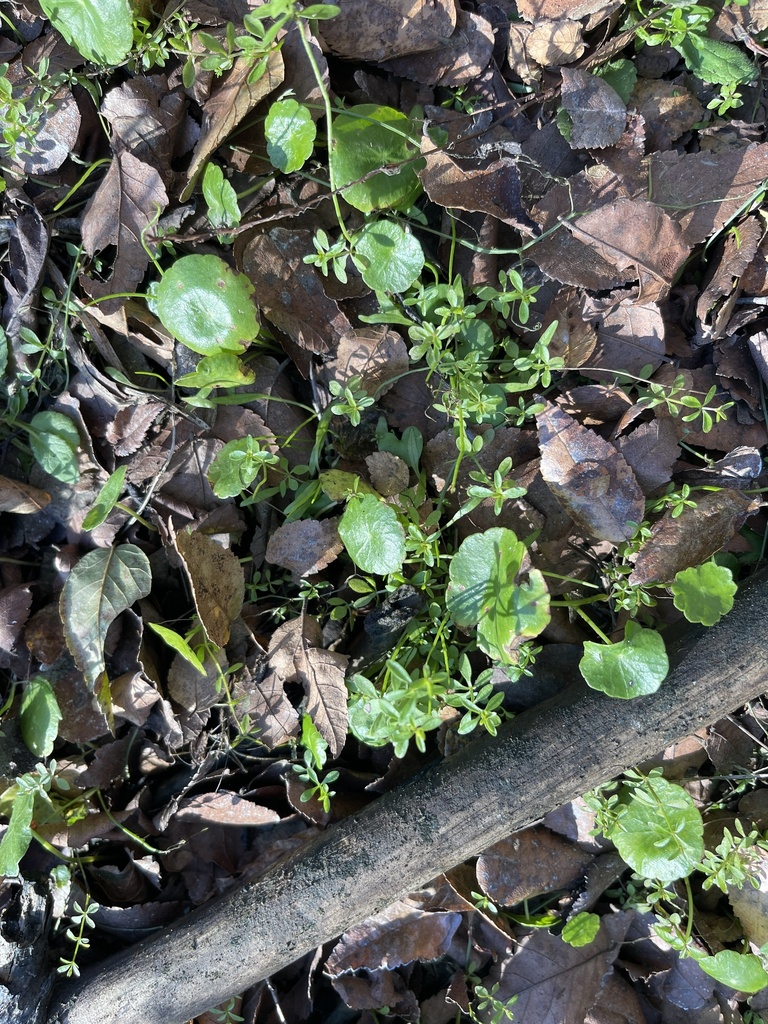 Galium tinctorium