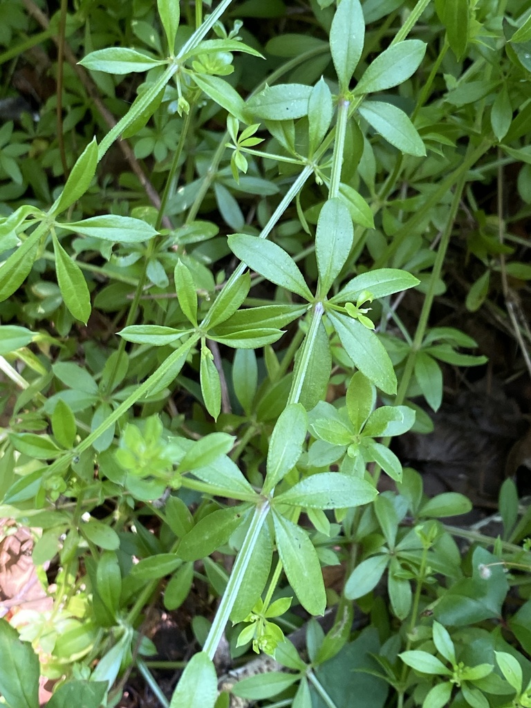 Galium triflorum