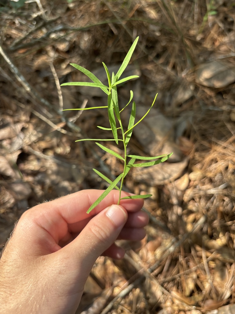 Galium uniflorum