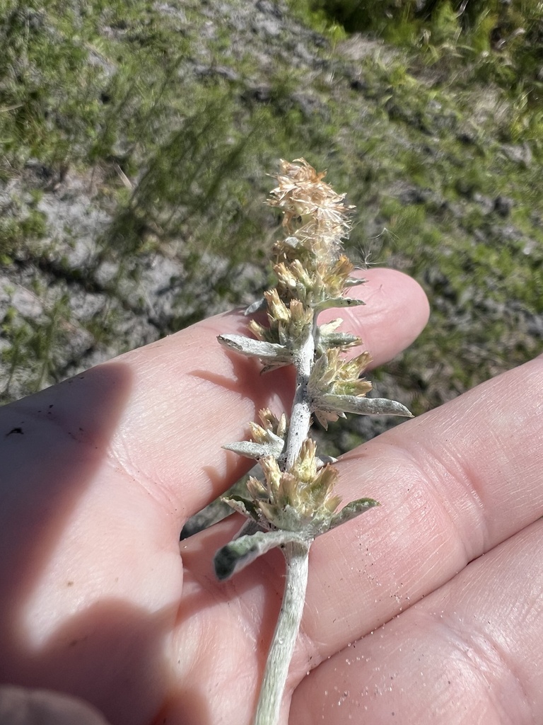 Gamochaeta argyrinea