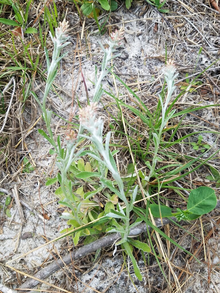 Gamochaeta purpurea