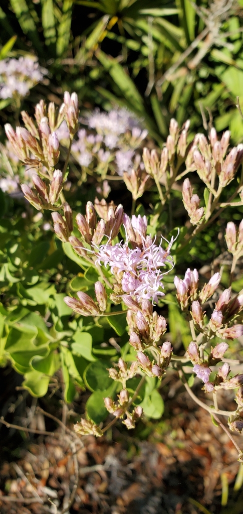 Garberia heterophylla