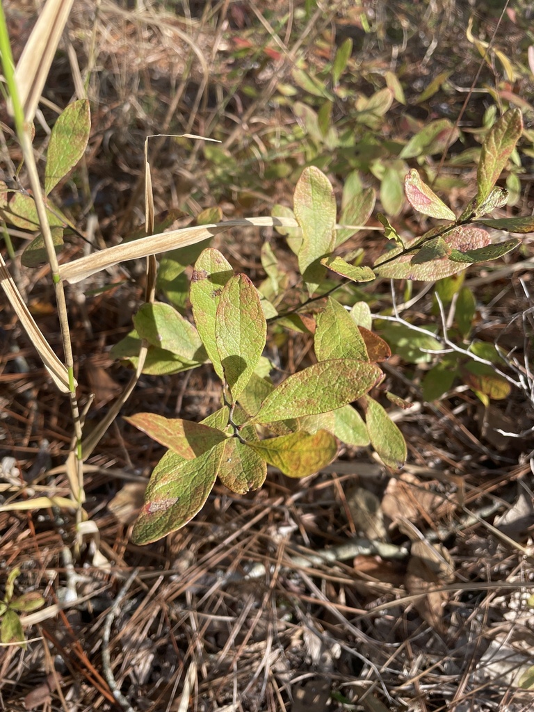 Gaylussacia frondosa