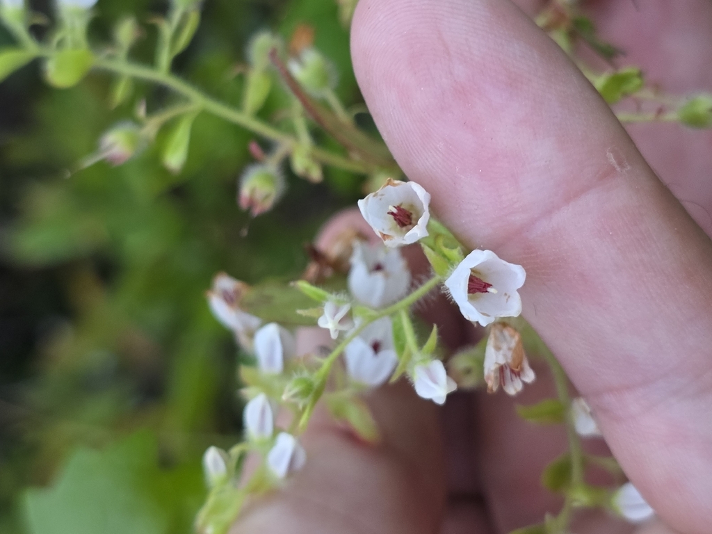 Gaylussacia mosieri