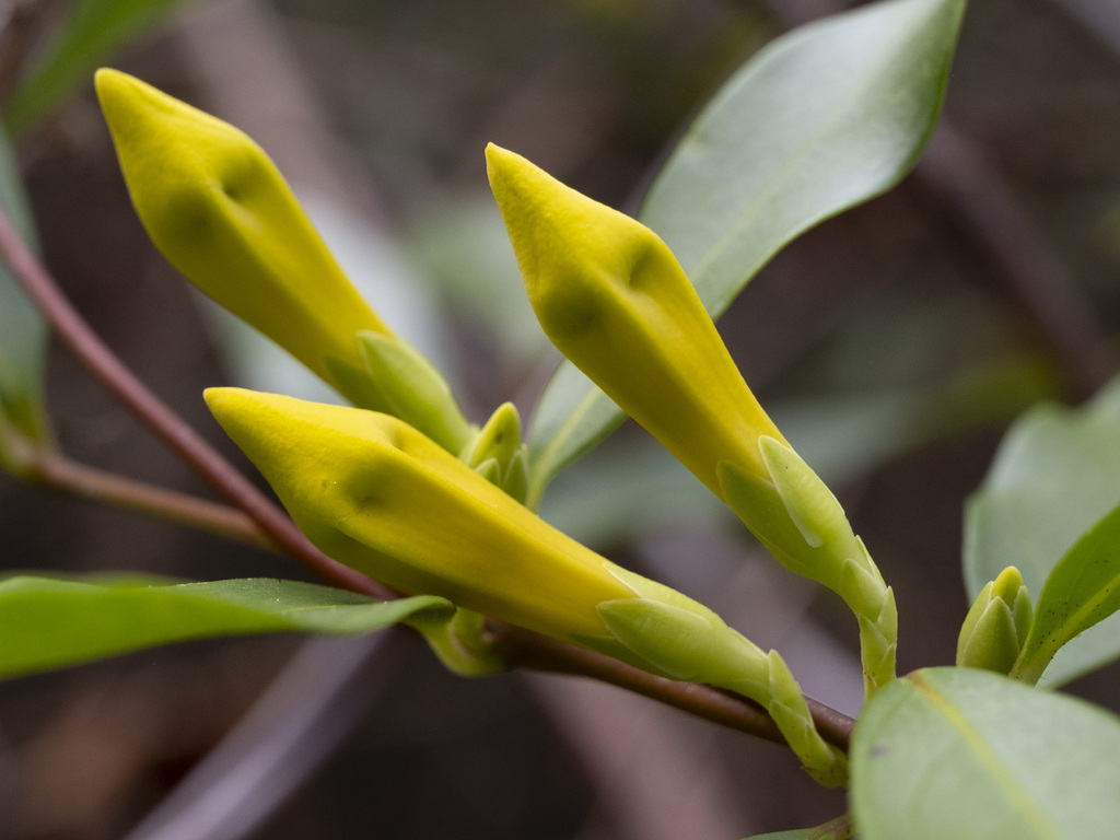 Gelsemium sempervirens