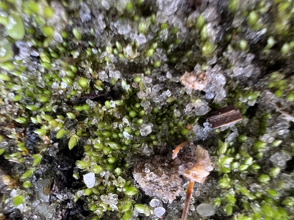 Gemmabryum apiculatum
