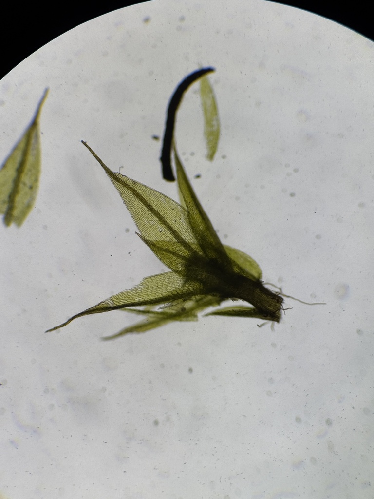 Gemmabryum coronatum