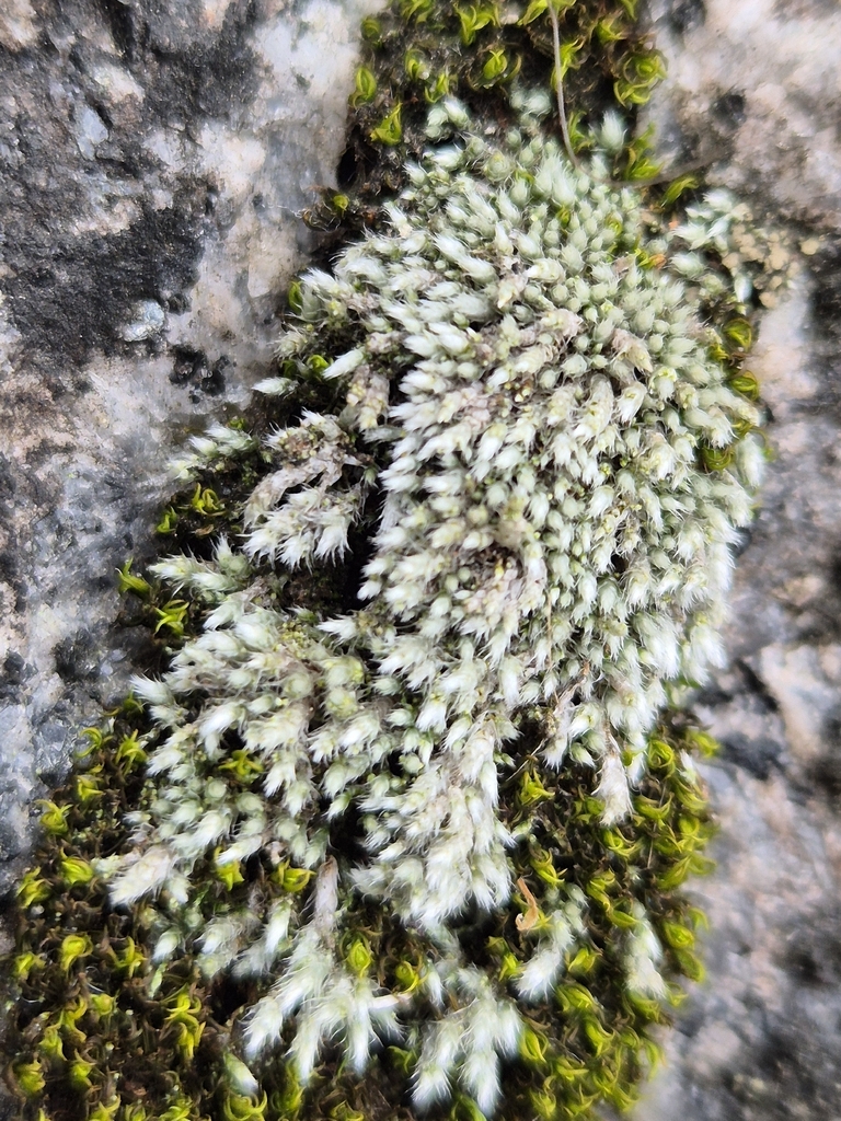 Gemmabryum exile