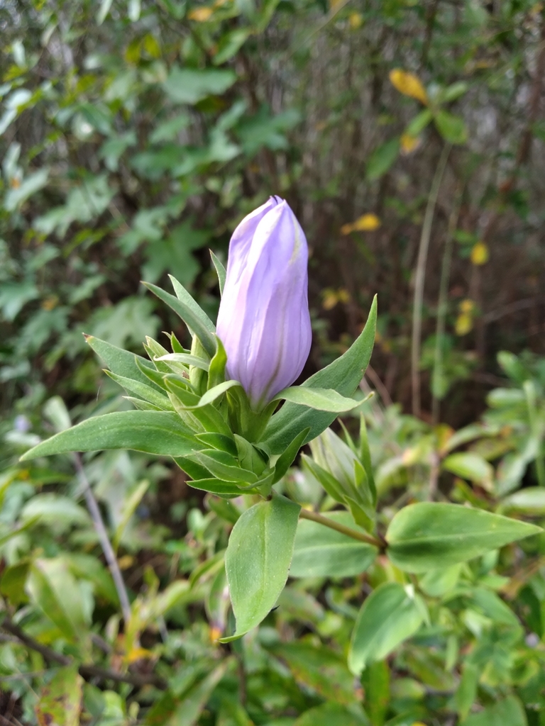 Gentiana catesbaei