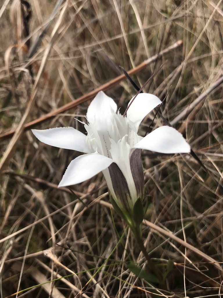 Gentiana pennelliana