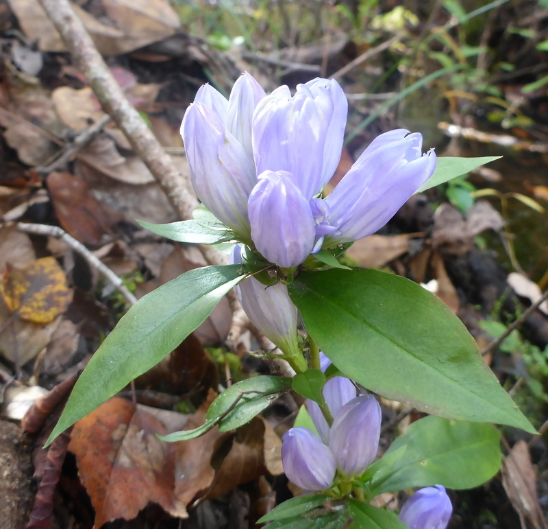Gentiana saponaria