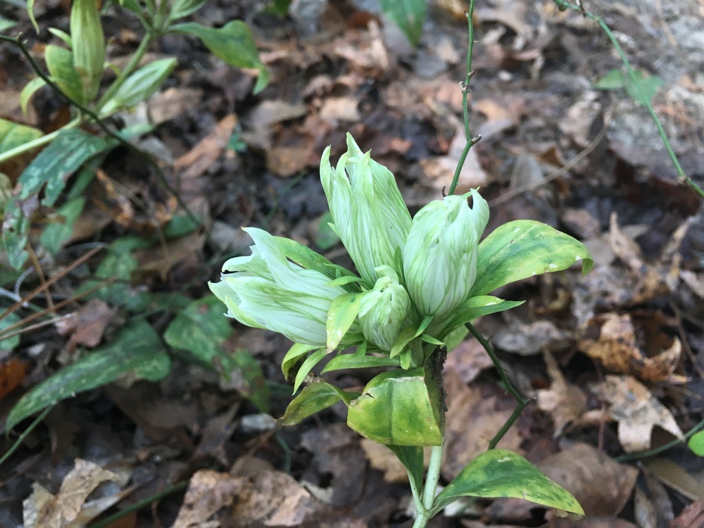 Gentiana villosa