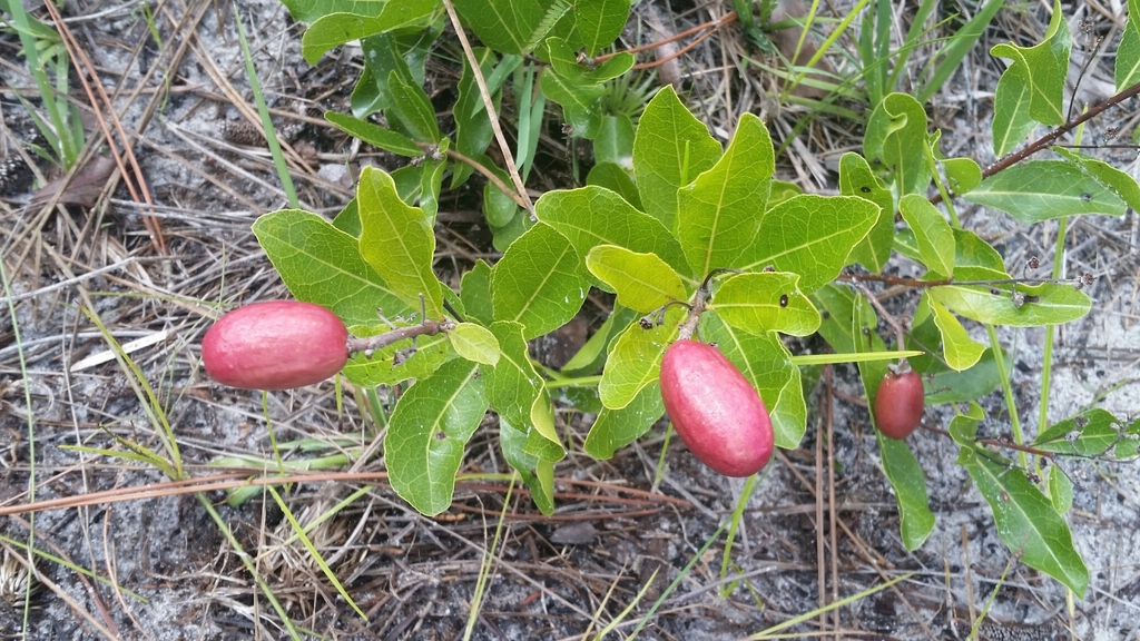 Geobalanus oblongifolius
