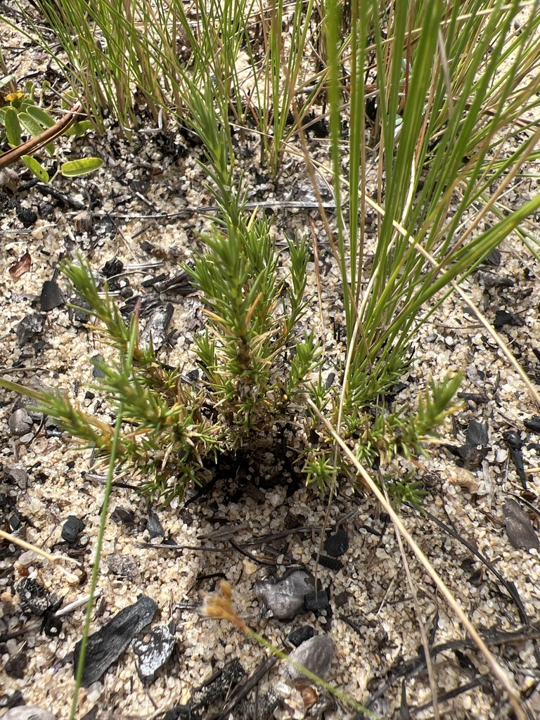 Geocarpon carolinianum