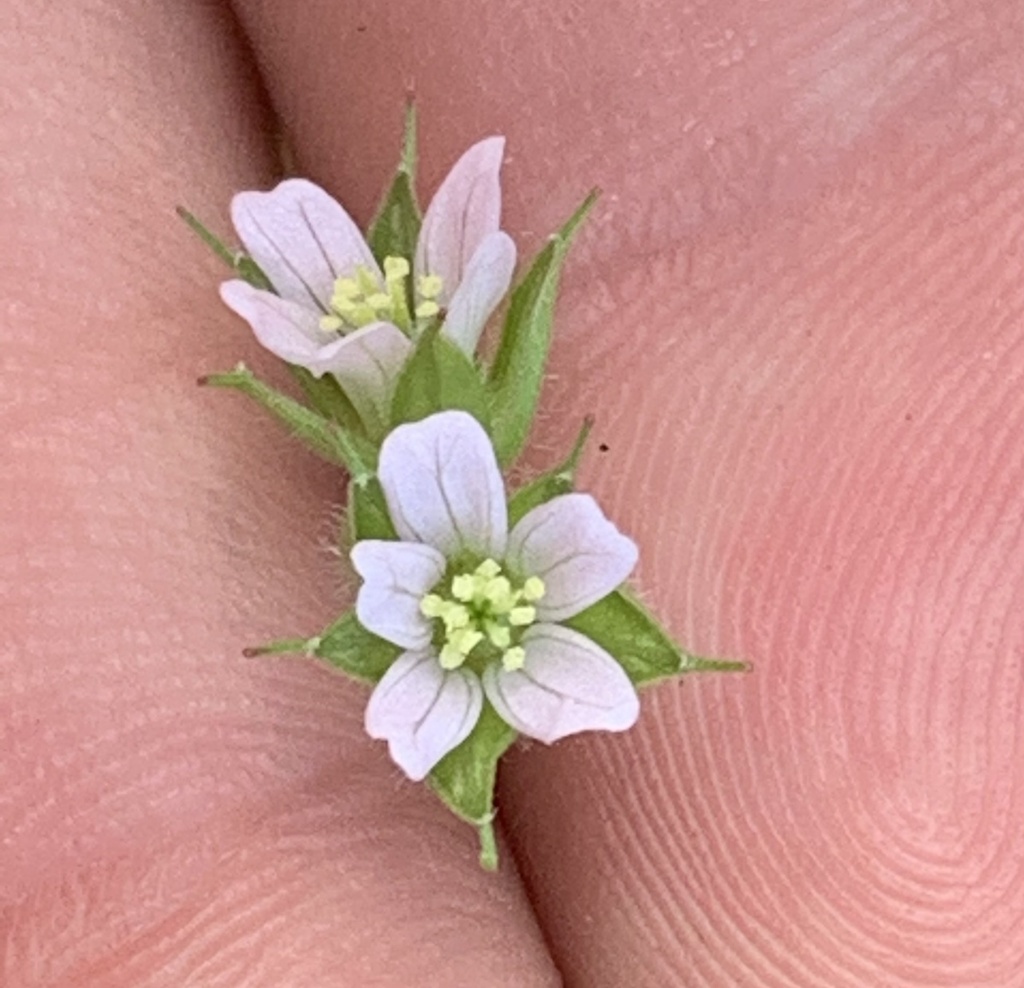 Geranium carolinianum