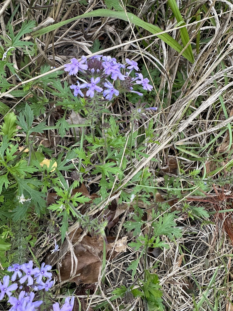 Glandularia canadensis