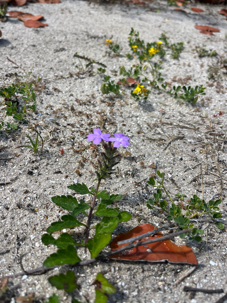 Glandularia maritima