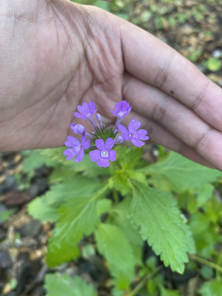 Glandularia tampensis