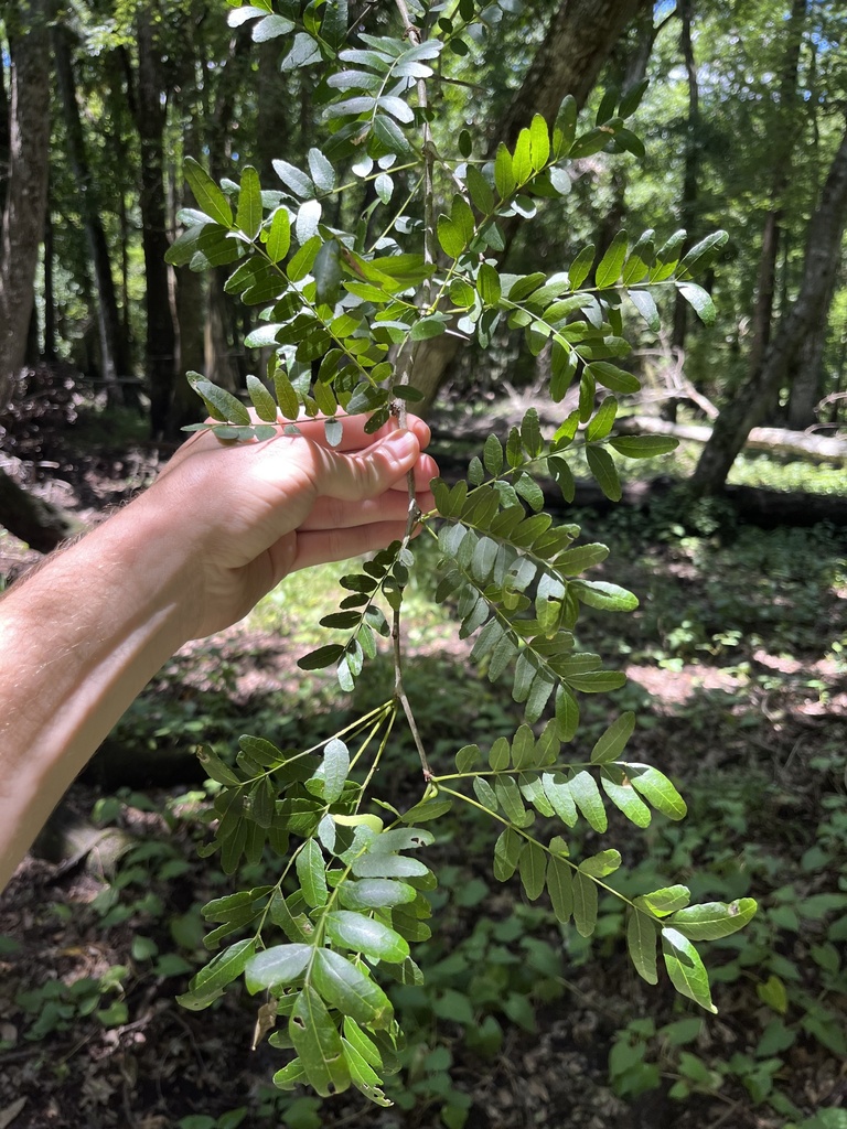 Gleditsia aquatica
