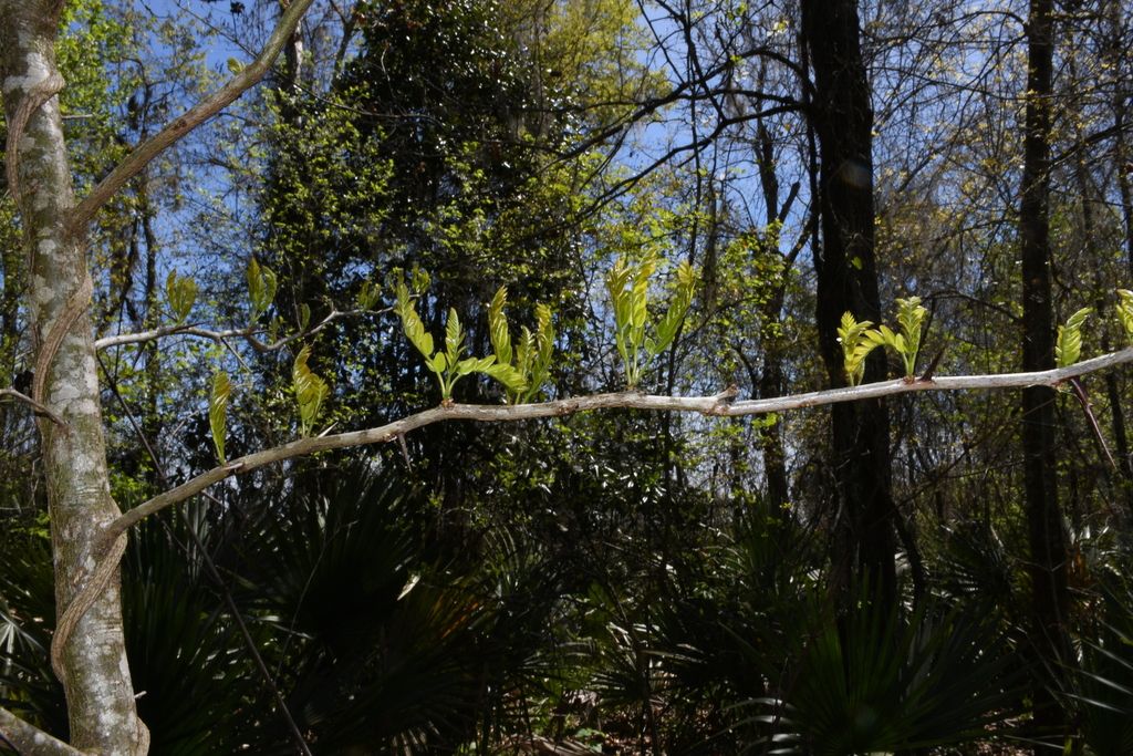 Gleditsia triacanthos