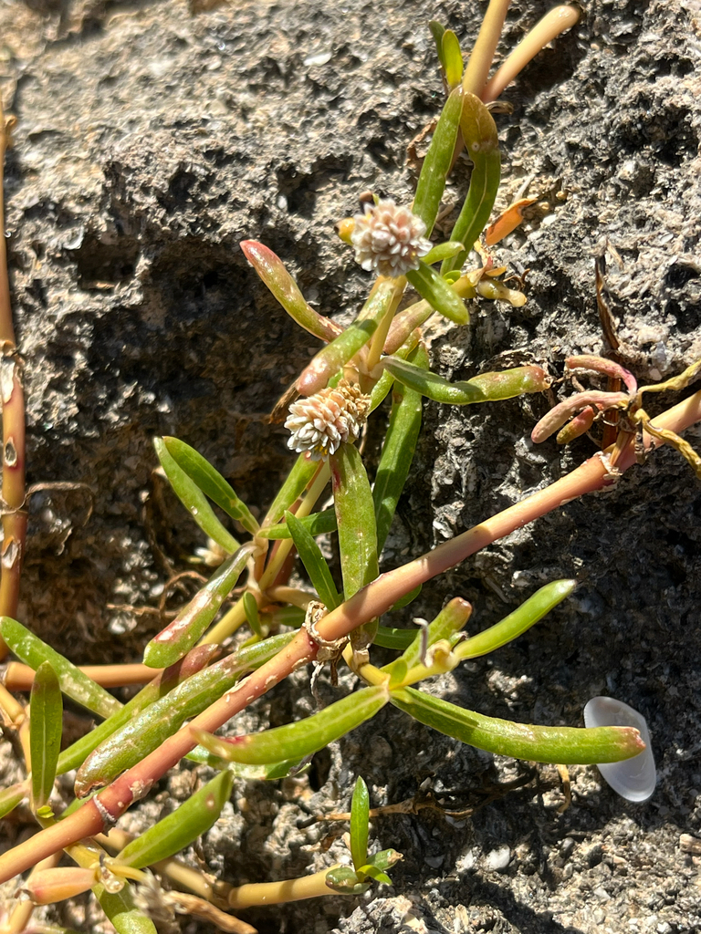 Gomphrena vermicularis