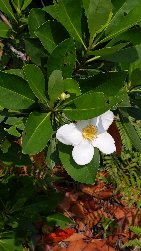 Gordonia lasianthus