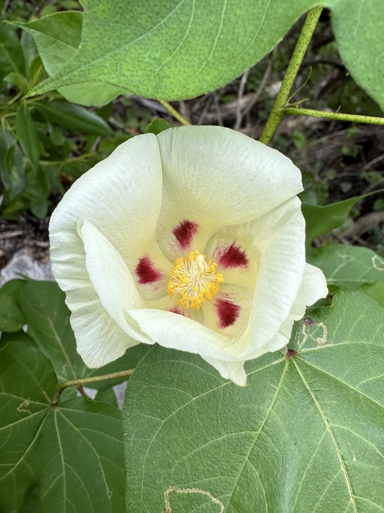 Gossypium hirsutum