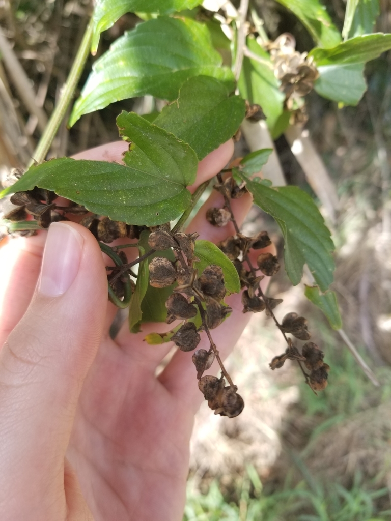 Gouania lupuloides