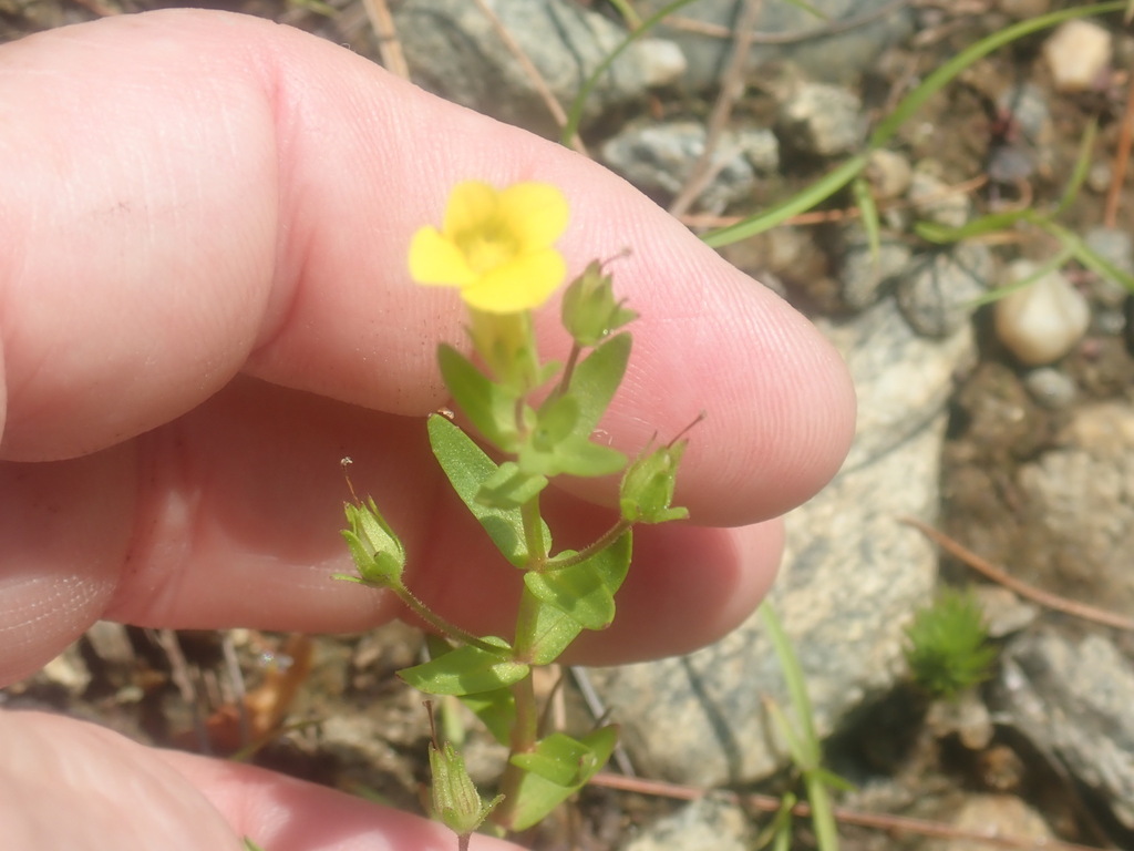 Gratiola aurea