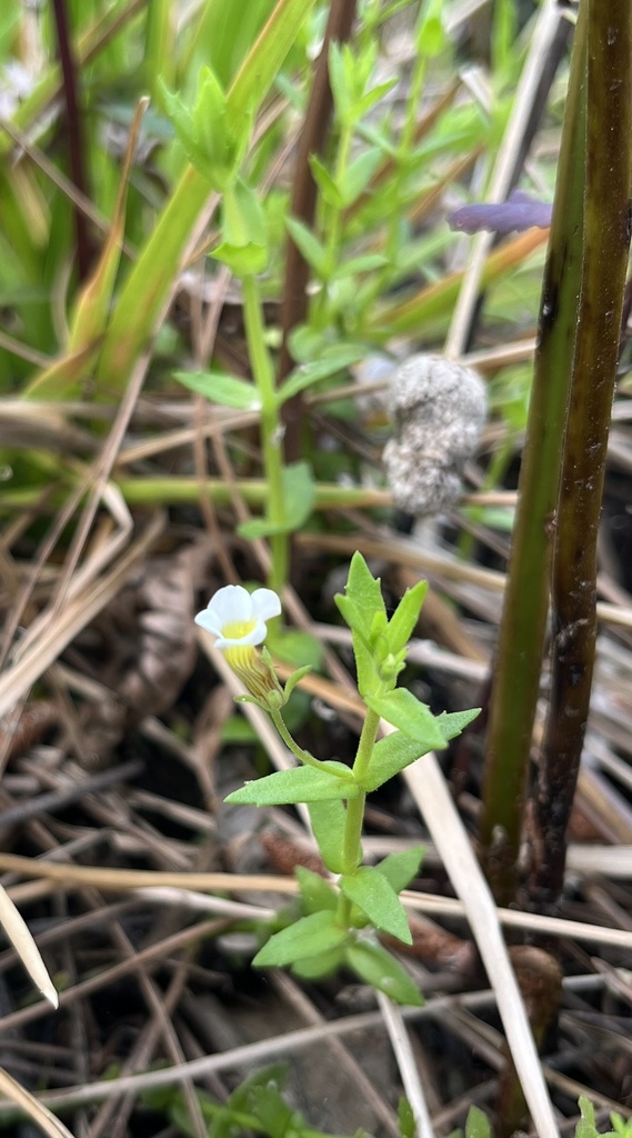 Gratiola brevifolia