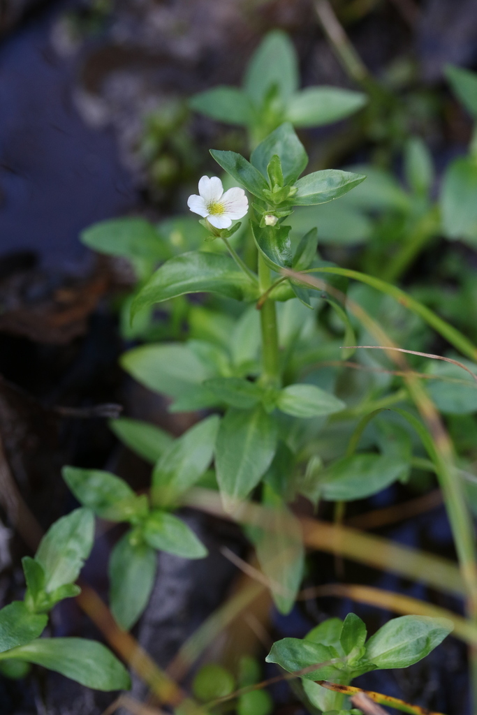 Gratiola floridana
