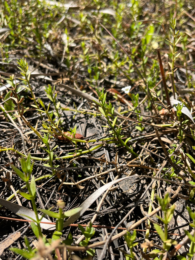 Gratiola ramosa