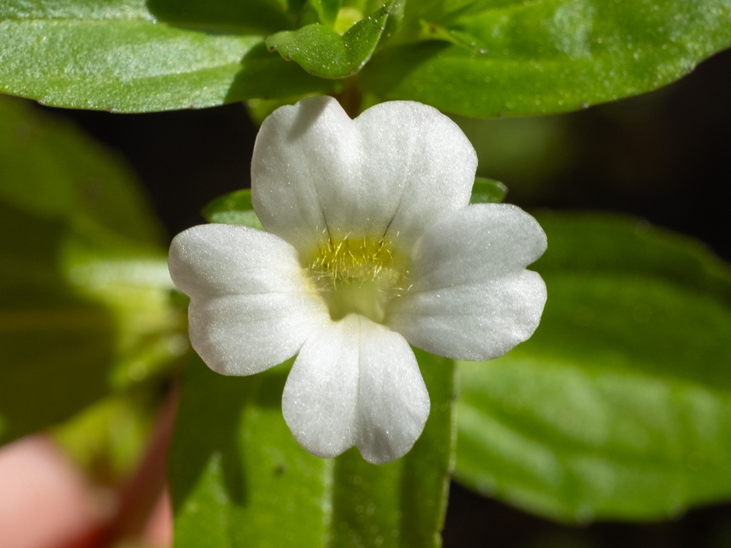 Gratiola virginiana