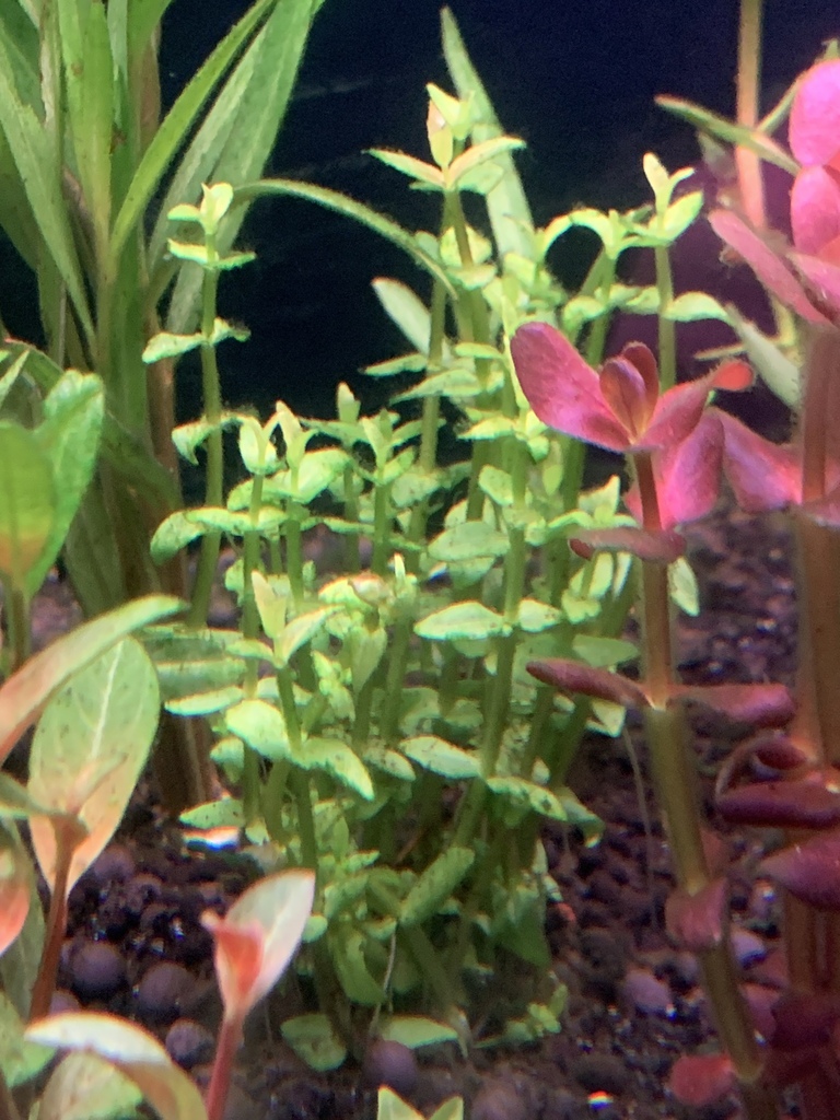 Gratiola viscidula