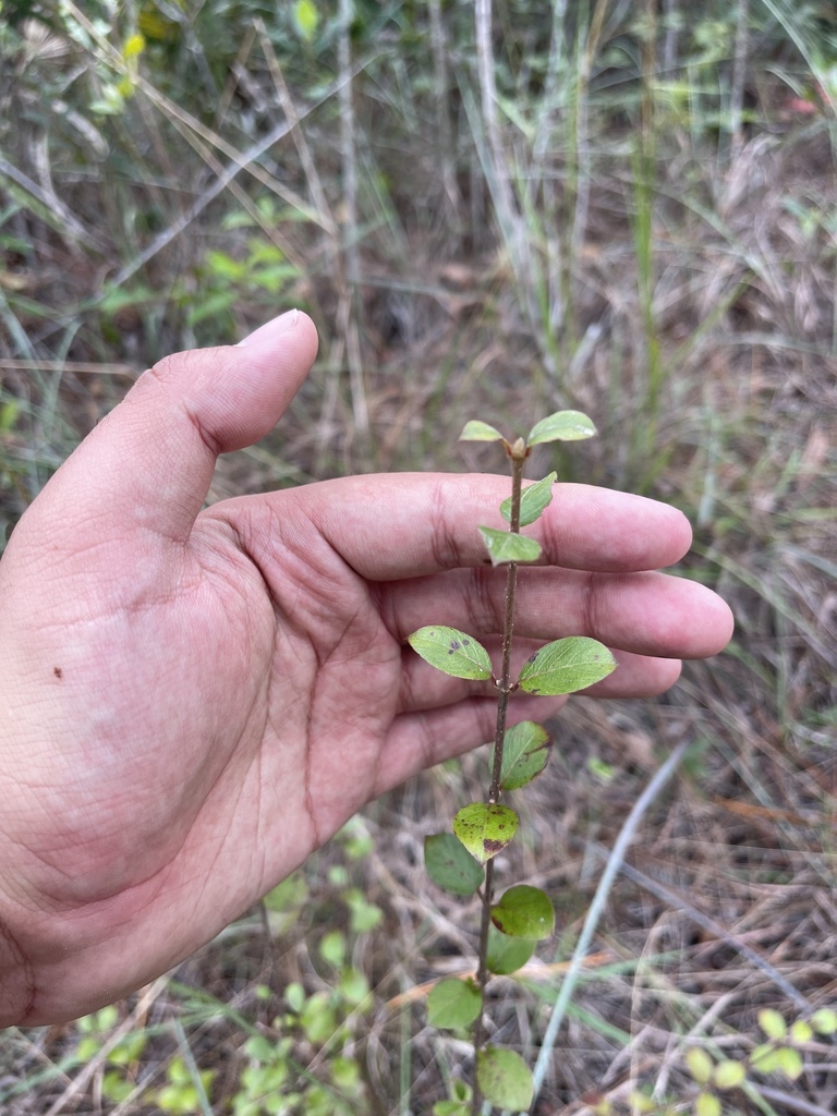 Guettarda elliptica