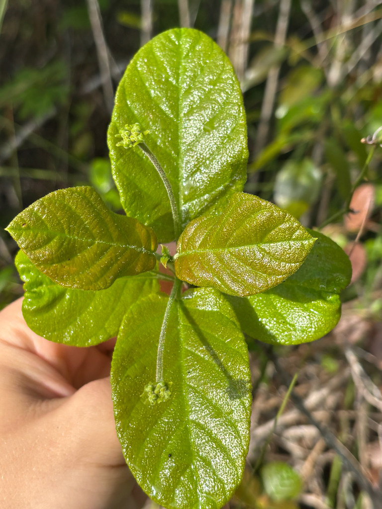 Guettarda scabra
