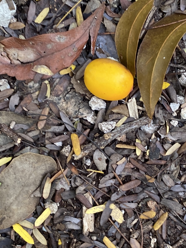 Guilandina major