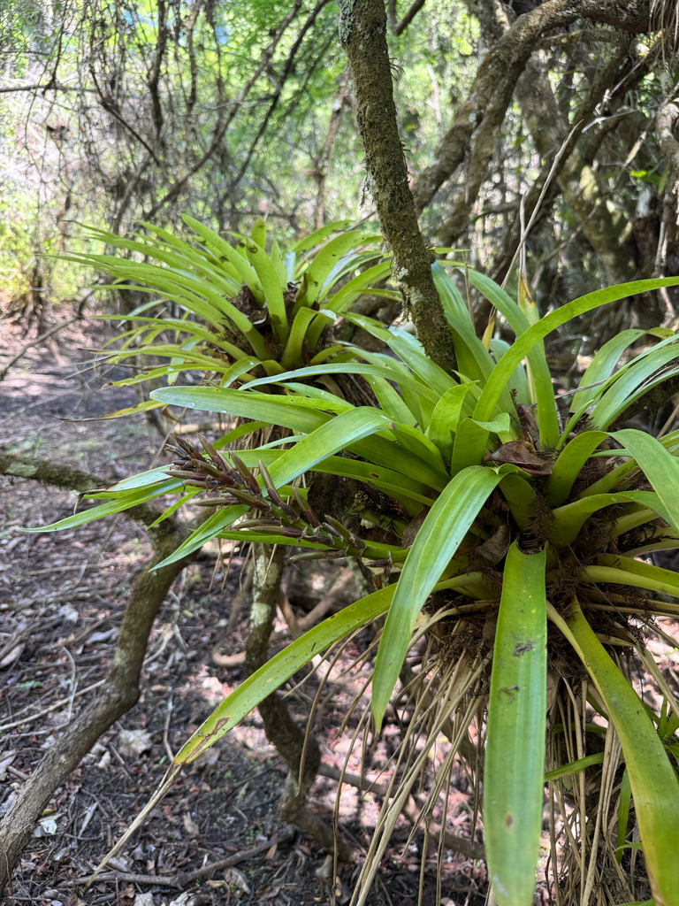 Guzmania monostachia