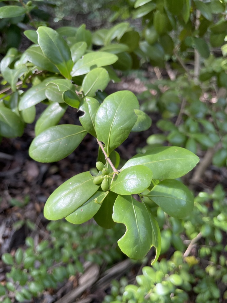 Gyminda latifolia