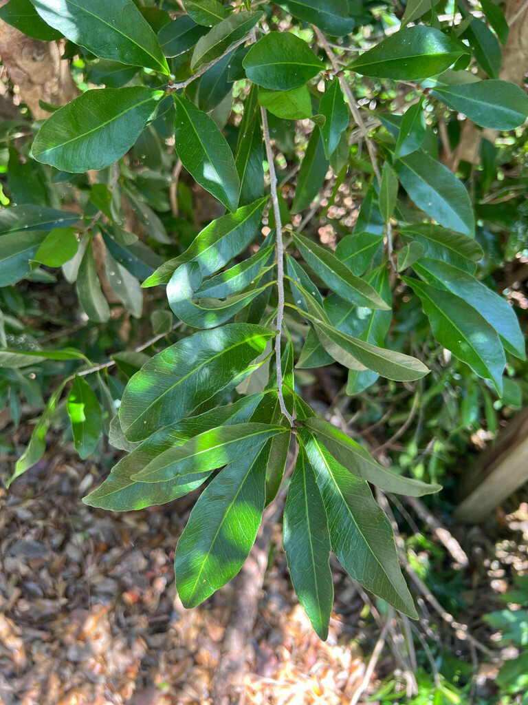 Gymnanthes lucida