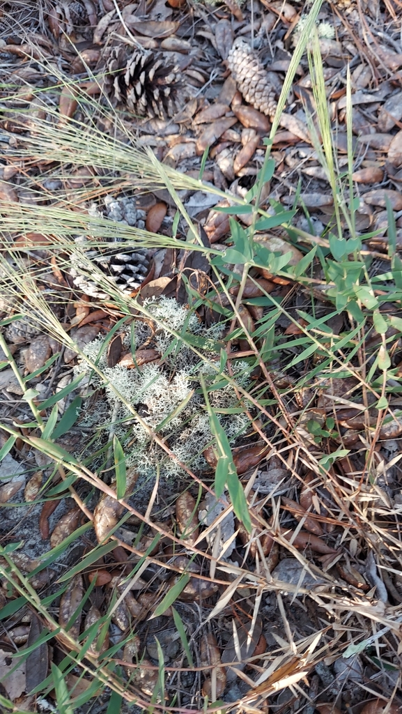 Gymnopogon ambiguus