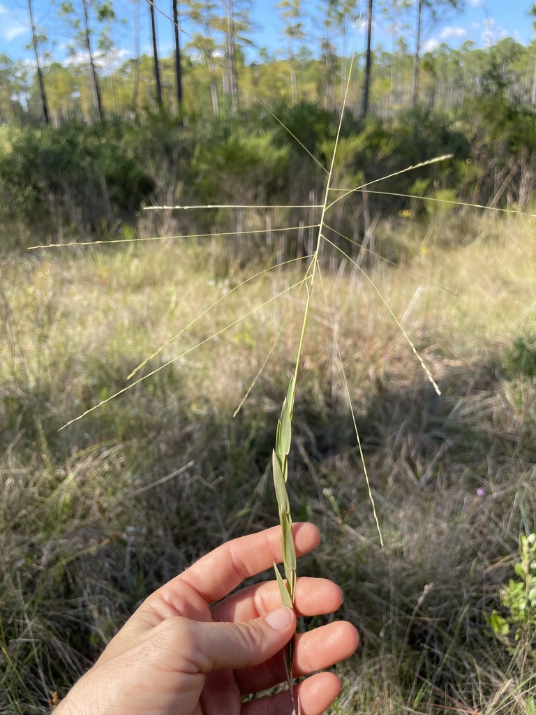 Gymnopogon brevifolius