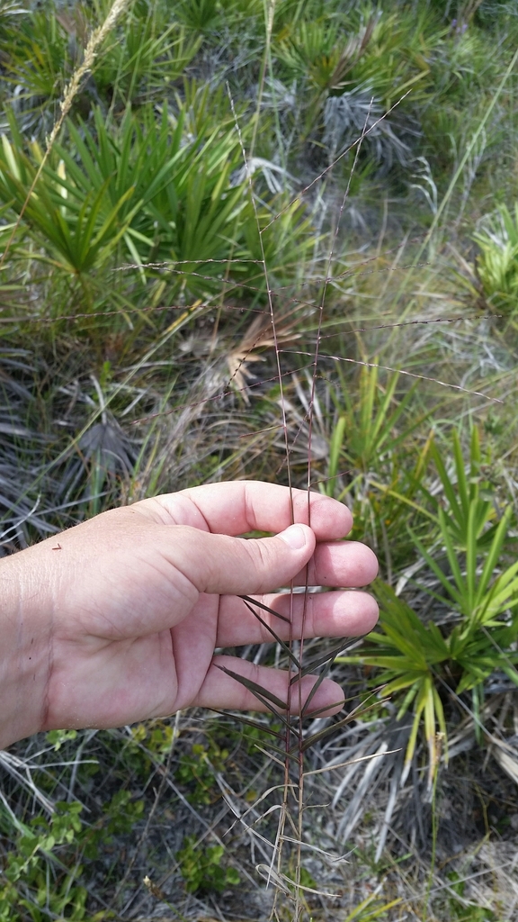 Gymnopogon chapmanianus